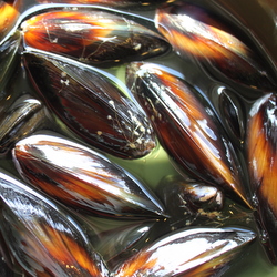 Mussels for Paella Mixta