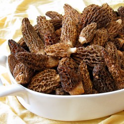 Morel Mushrooms