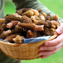 Morels