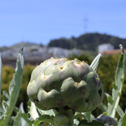 Good Eats to Support School Gardens