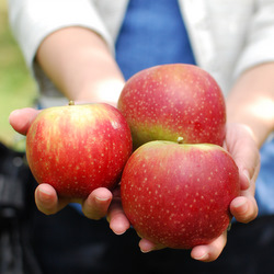 Bilpin Mountain Apples