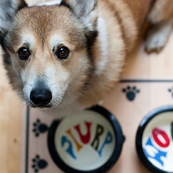 Making Your Kitchen Safe for Dogs