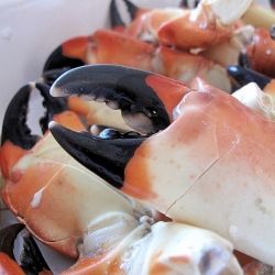 The End of Stone Crab Season, 2010