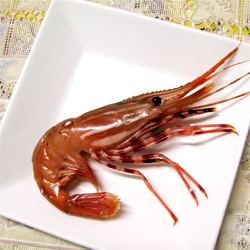 Sustainable BC Spot Prawns