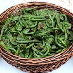 Fiddle with Fiddleheads!