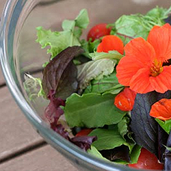 Gardening with Children