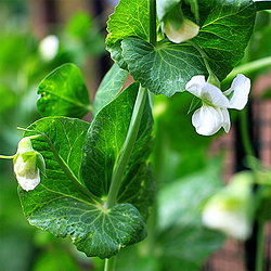 Organic Gardening