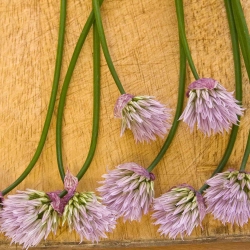 Chive Flowers