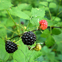 Wild Harvested Raspberries