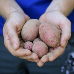 Grilled Red Potatoes