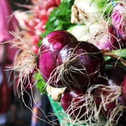 New Amsterdam Market