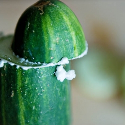 Cucumber Trick