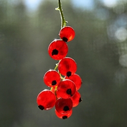 Red Currant-Cornmeal Tart