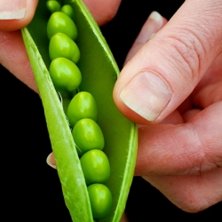 Podding Fresh Peas