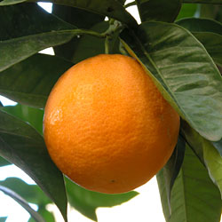 Orange – Vitamin C in The News