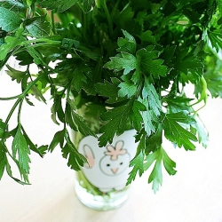 How To: Store & Freeze Fresh Herbs