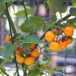 Bright Orange Cherry Tomatoes