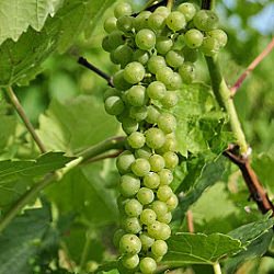 Grapes, Snow Farm Vineyard