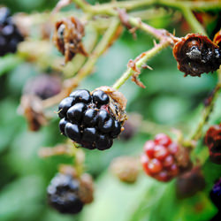 Wild Backberries