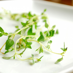 Thyme for Chicken Cordon Bleu