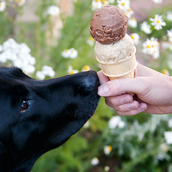 Single Ingredient Ice Cream