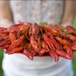 Crayfish Party