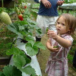 Strawberry Picking