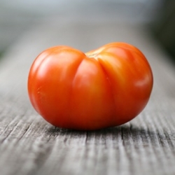 Fresh Tomato!