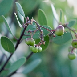 Manzanita Cider