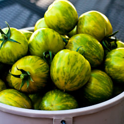 Green Zebra Tomatoes