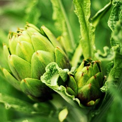 Grilled Castroville Artichokes