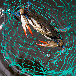 Blue Crabbing In The Outer Banks