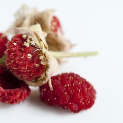 Wild Thimbleberries!