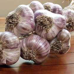 Garlic Day at Charman Farms