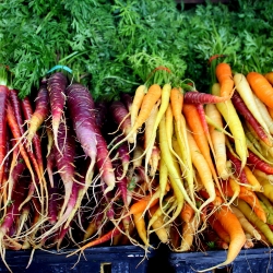 Fresh Carrots in a Montreal Market