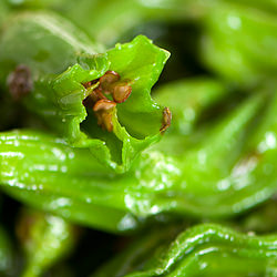 Sautéed Shishito Peppers/Padróns