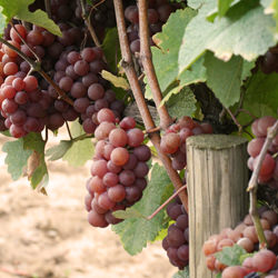 Gewurztraminer Grapes