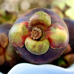 How to Prepare Mangosteen