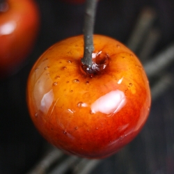 Maple Candied Apples