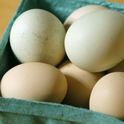 Free Range Eggs