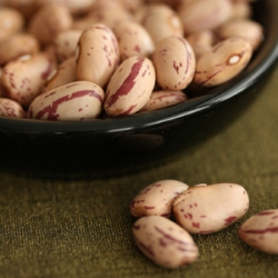 Heirloom Cranberry Beans