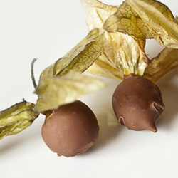 Chocolate Alchchengi