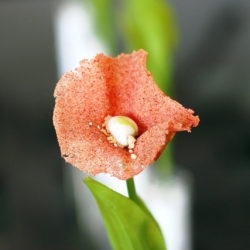 Fiori di Pizza / Pizza Flowers