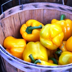 Charles Square Farmers’ Market