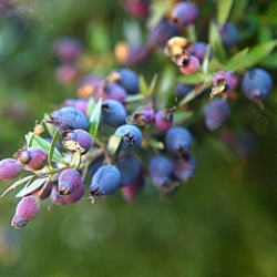 Mirto, a Sardinian Liqueur