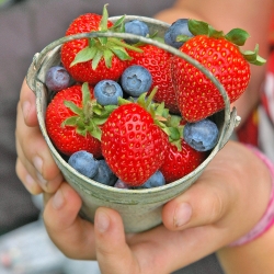 Bowl of Strawberries