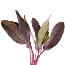 Purple Sage