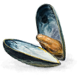 Mussels in White Wine