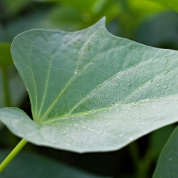 Home Grown Sweet Potato Leaves