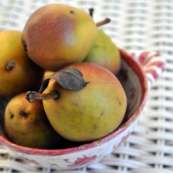 Seckel Pears